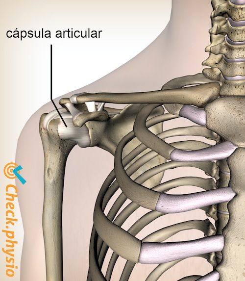 Cápsula del hombro