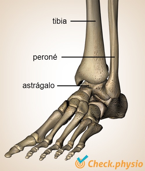 pie tobillo tibia y peroné anterior