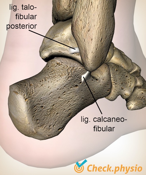 tobillo ligamento talofibular posterior ligamento calcaneofibular calcáneo anatomía posterior