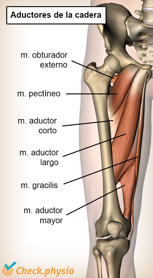 cadera aductores ventrales